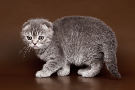 Little kitty on brown backgroundの写真素材