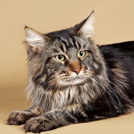 Maine coon on brown backgroundの写真素材