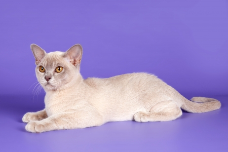 Burmese cat on purple backgroundの写真素材