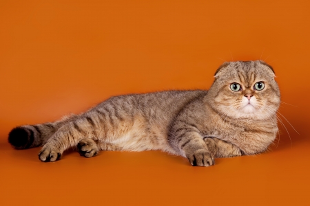 Scottish fold on orange backgroundの写真素材
