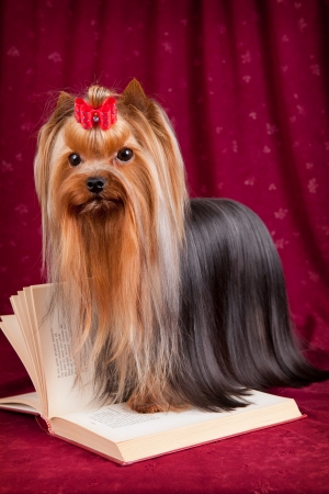 York and book on red backgroundの写真素材