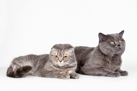 Two cats on white backgroundの写真素材