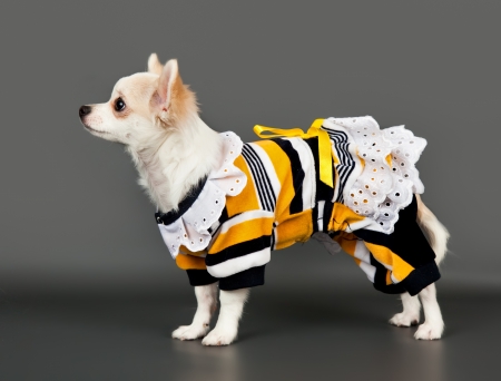 Little dog in a dressの写真素材