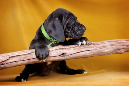 Puppy dog with a stickの写真素材