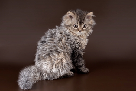 Selkirk rex on brown backgroundの写真素材