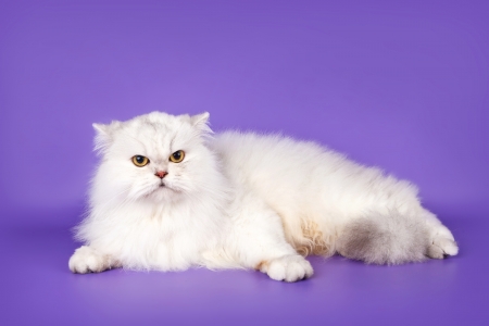 White cat on purple backgroundの写真素材