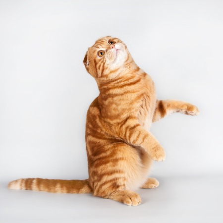 Red cat sitting  on the white backgroundの写真素材