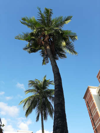 Coconut tree with skyの写真素材