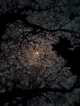 Night moon with treeの写真素材