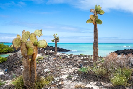 Typical Galapagos coast with volcanic rocks, prickly pear cactus and emeral sea  El Garrapatero beach, Santa Cruz, Galapagos Islandsの写真素材