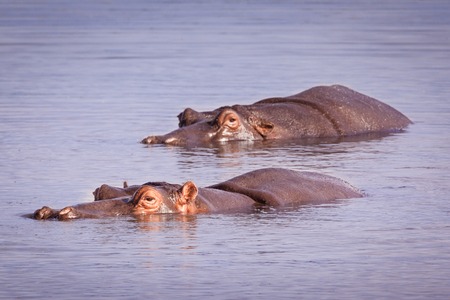 Two hippopotamus  swimming in Sabie River, Kruger National Park, South Africaの写真素材