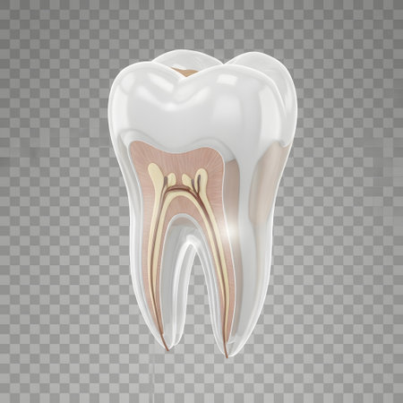 A transparent, realistic illustration of a human tooth, revealing its internal structure including enamel, dentin, pulp, and intricate root canals.の素材