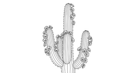 A black and white line drawing depicts a tall saguaro cactus with multiple arms reaching upwards against a white background.の素材