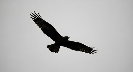 A dark silhouette of a large bird of prey with outstretched wings glides through a pale, overcast sky.の素材