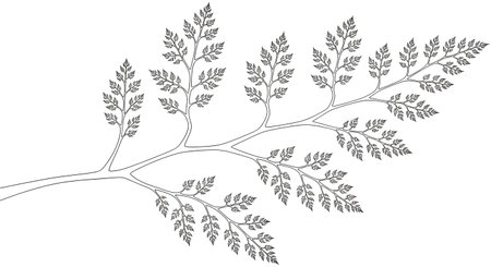 A black and white illustration of a fern branch with multiple small leaflets branching off a central stem. The drawing is intricate and detailed.の素材
