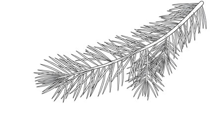 A high-contrast, detailed line drawing of a single evergreen branch with numerous needles, presented against a stark white background.の素材
