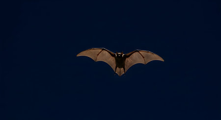 A single bat with outstretched wings soars against a deep blue, starless night sky. Its fur is visible in the dim light.の素材