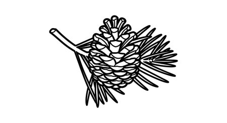 A black and white illustration depicts a mature pine cone with visible scales, attached to a branch with sharp pine needles.の素材