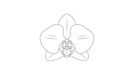 A minimalist line drawing of an orchid bloom, showcasing its delicate petals and intricate center in black and white.の素材