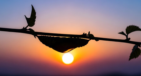 A delicate bird's nest is silhouetted on a branch against a breathtaking sunset, with warm hues of orange, yellow, and purple filling the sky.の素材