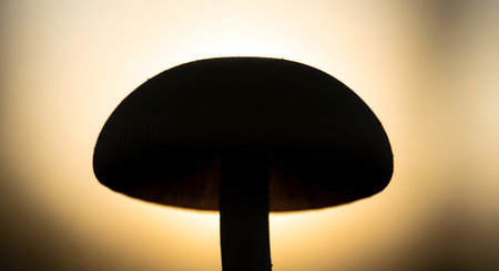 A dark silhouette of a mushroom stands out against a soft, glowing, out-of-focus background, creating a warm and natural aesthetic.の素材