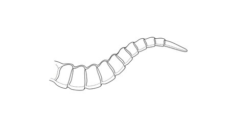 A black and white illustration of a curved shrimp tail, showing segmented body plates and delicate pleats.の素材