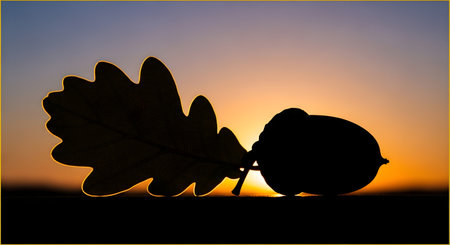 A striking silhouette of an oak leaf and acorn is set against a vibrant sunset, with warm orange and purple hues in the sky.の素材