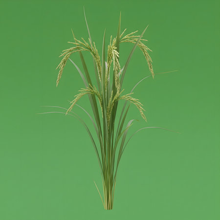 A close-up shot of a bundle of fresh green wheat stalks against a uniform green backdrop.の素材