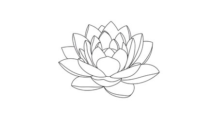 A delicate line drawing of a succulent plant with layered leaves and textured foliage, presented on a clean white background.の素材