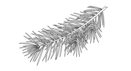 A realistic, high-contrast line drawing of a single evergreen branch with numerous sharp needles against a white background.の素材