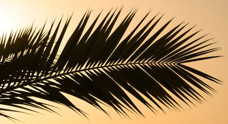 A dark silhouette of a palm frond with sharp, pointed leaves is set against a soft, warm-toned sky.の素材
