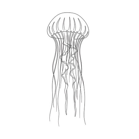 A striking black and white illustration of a jellyfish, featuring a detailed bell and numerous flowing tentacles. The artwork is rendered with fine lines.の素材