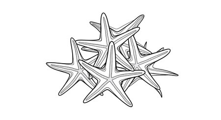A black and white sketch depicts a cluster of starfish piled on top of each other, creating a textured arrangement.の素材