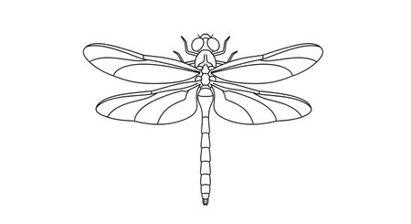 A detailed, symmetrical line drawing of a dragonfly viewed from directly above, showcasing its intricate wings and segmented body.の素材