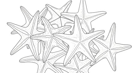 A black and white line drawing depicts a pile of starfish, showcasing intricate details of their arms and textures.の素材