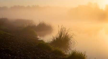 Golden sunrise light filters through thick morning mist, illuminating trees and vegetation with a warm, ethereal glow.の素材