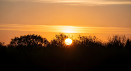 A vibrant golden sun sets behind a dark silhouette of trees, casting a warm glow across the sky.の素材