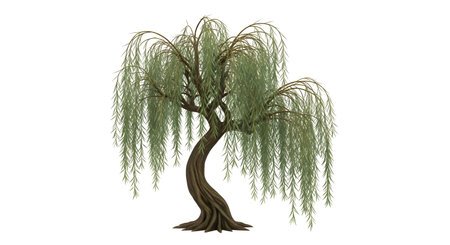 A solitary weeping willow tree with flowing branches and lush green foliage stands against a stark white backdrop.の素材