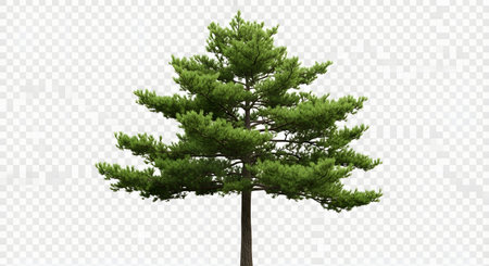 A solitary, mature pine tree stands tall with a dark trunk and full, green foliage against a transparent background.の素材