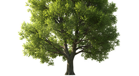 A full, vibrant deciduous tree with dense green foliage and a sturdy trunk stands isolated against a pure white background.の素材