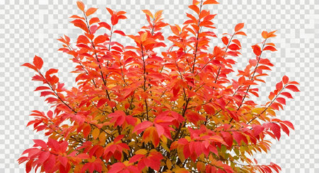 A dense bush displays a stunning array of red and orange leaves, showcasing the beauty of fall foliage.の素材