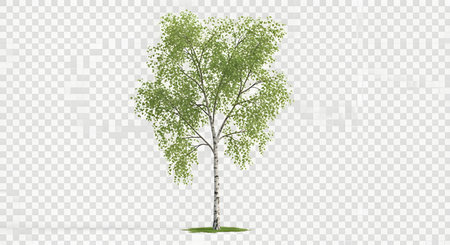 A slender young birch tree stands tall with its branches adorned in vibrant green leaves against a transparent background.の素材