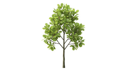 A solitary, slender tree with lush green foliage stands tall against a stark white backdrop.の素材