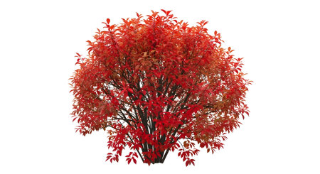 A lush, full bush showcasing bright red leaves and branches, presented cleanly against a stark white backdrop.の素材