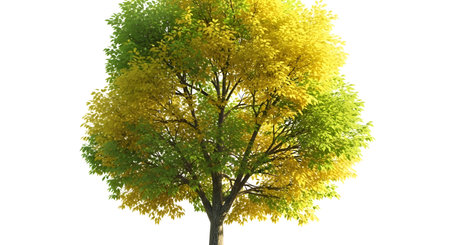 A solitary tree stands tall, its leaves transitioning from green to vibrant yellow, showcasing the beauty of autumn.の素材