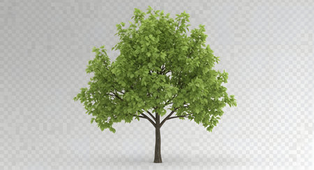 A single, vibrant green deciduous tree with a full canopy of leaves stands isolated on a transparent background.の素材
