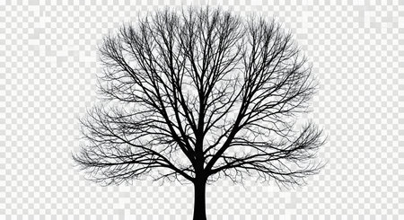 A stark black silhouette of a deciduous tree, its branches resembling the intricate lines of a human fingerprint, set against a transparent backdrop.の素材