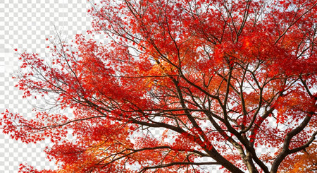 A close-up view of a tree's branches covered in bright red and orange foliage, set against a plain white backdrop.の素材
