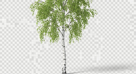A slender birch tree with cascading green leaves and distinctive white bark stands against a transparent background with a subtle shadow.の素材
