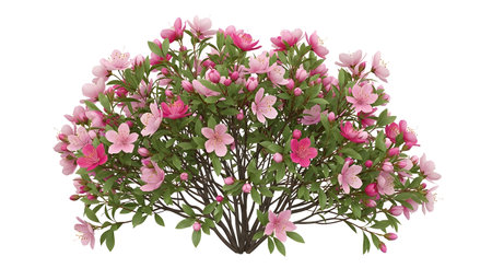 A lush azalea bush bursts with numerous delicate pink and magenta flowers and green foliage, presented on a clean white background.の素材